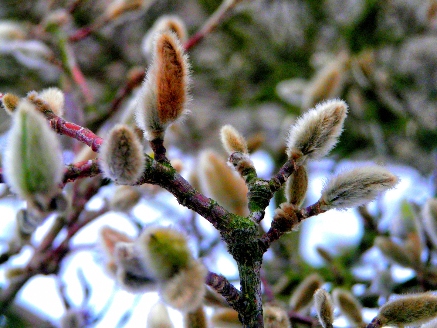 Magnolienknospen