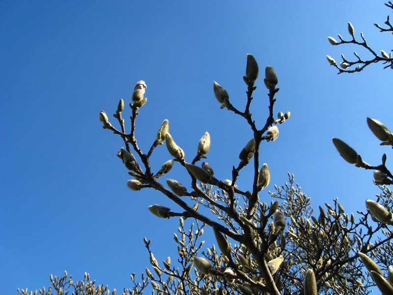 Magnolienknospen im März