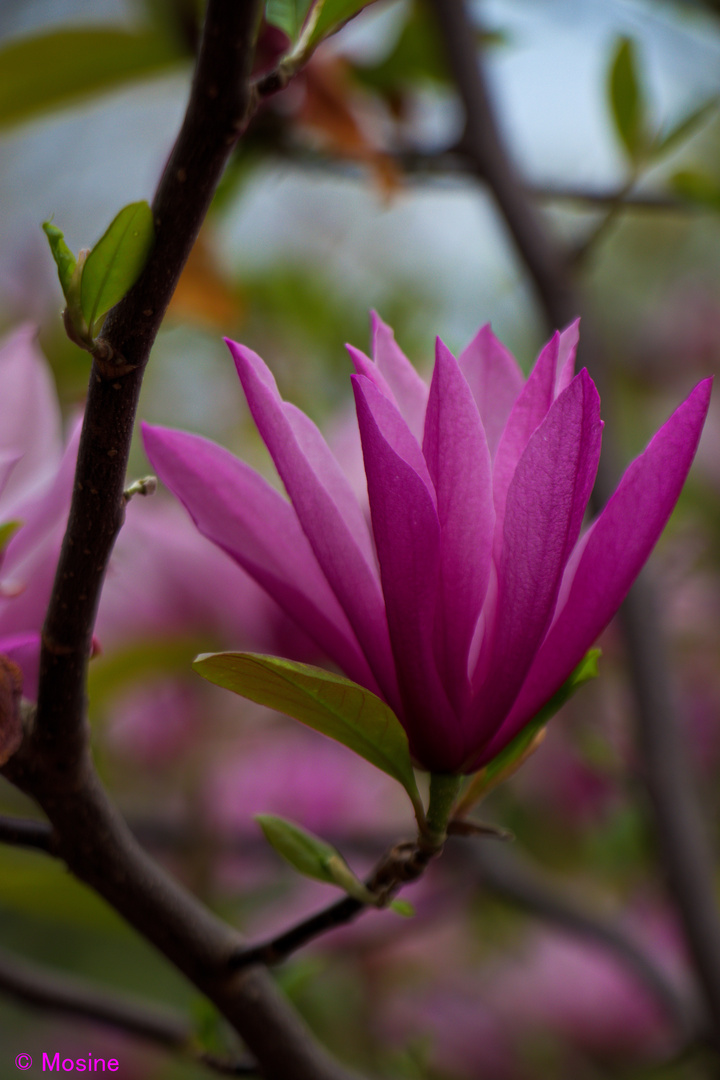 Magnolienliebe