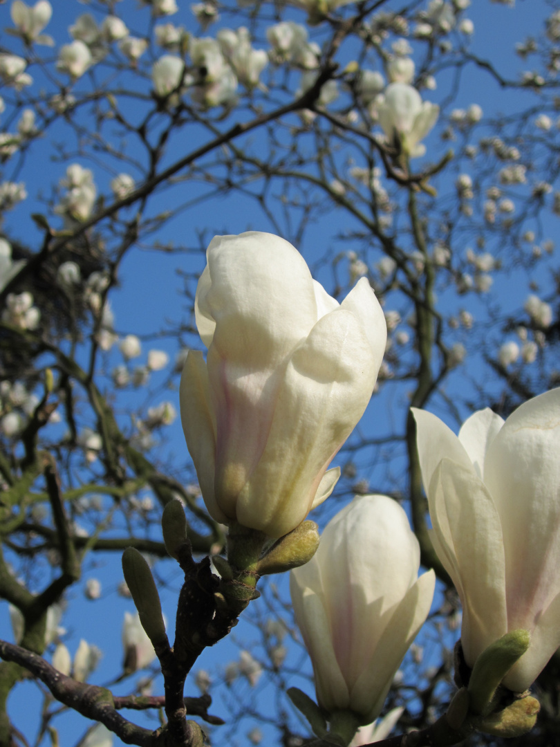 Magnolienmeer