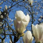 Magnolienmeer