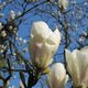 Magnolienmeer