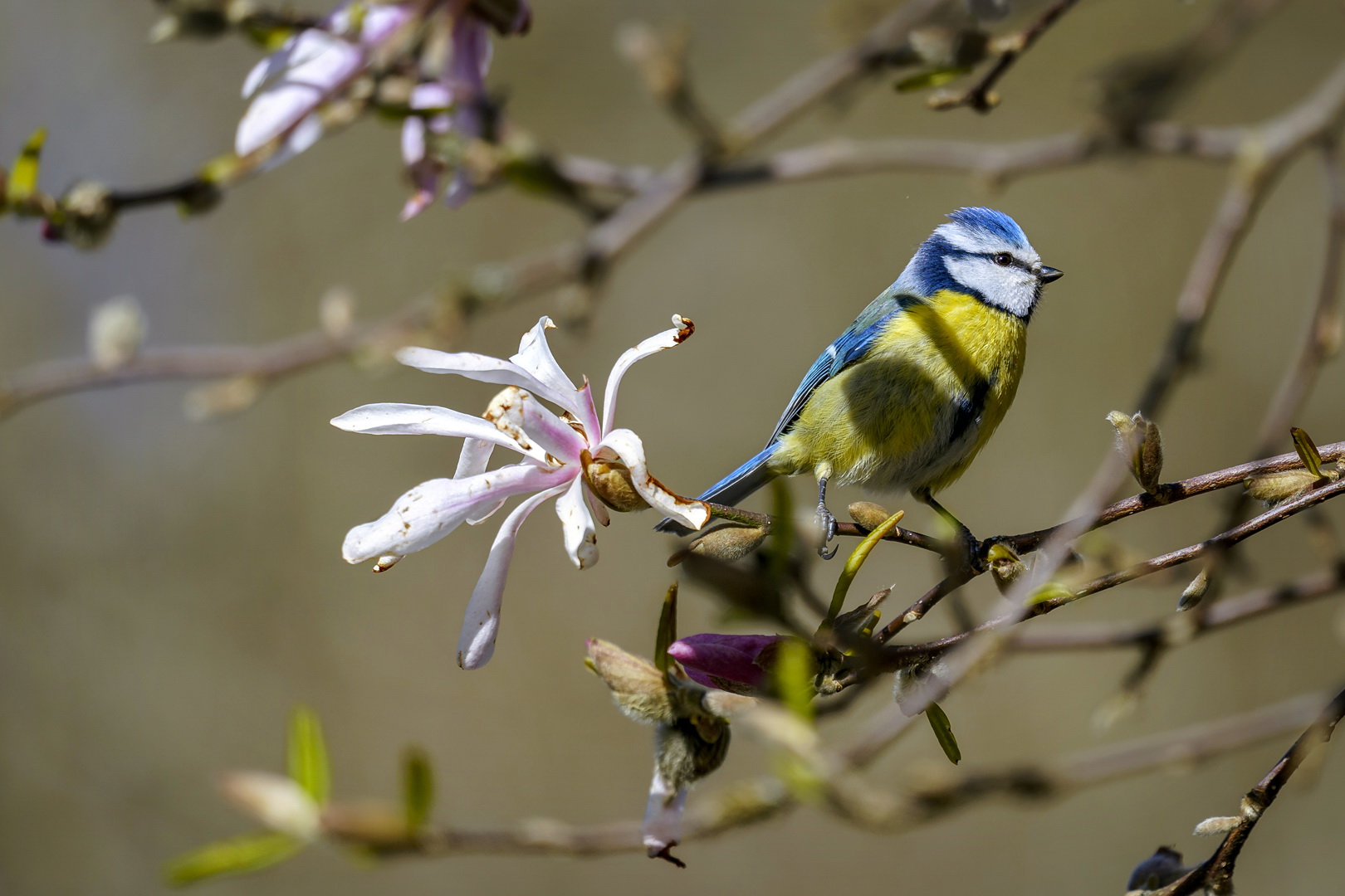 Magnolienmeise