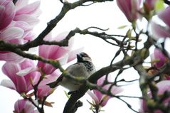 Magnolienmelodie