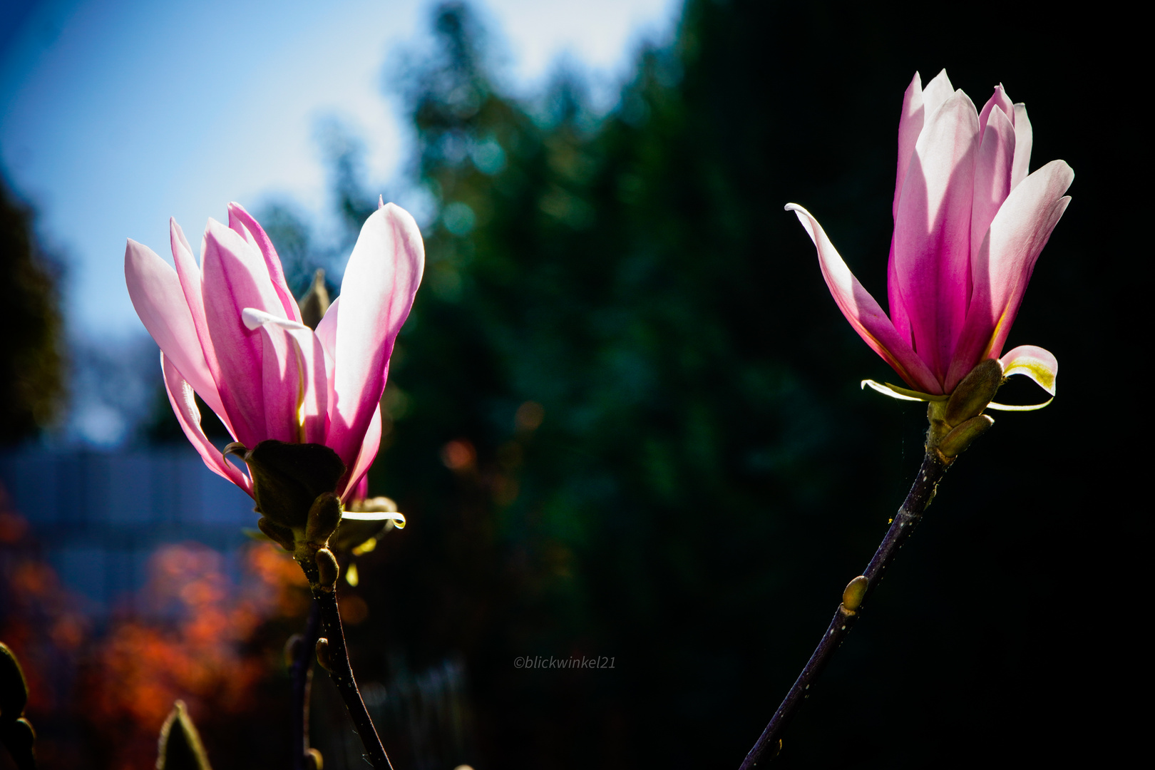 Magnolienmittwoch #05a