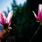 Magnolienmittwoch #05a