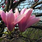 Magnolienpaar 3