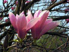 Magnolienpaar 3