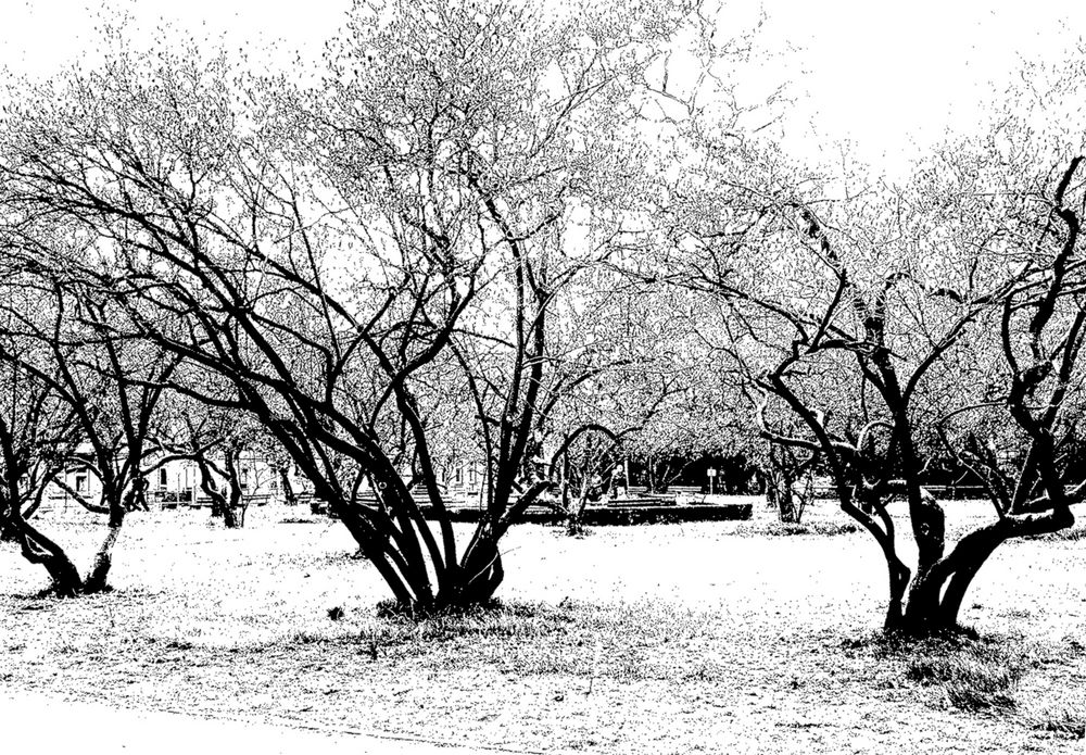 Magnolienpark im Winter