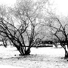 Magnolienpark im Winter