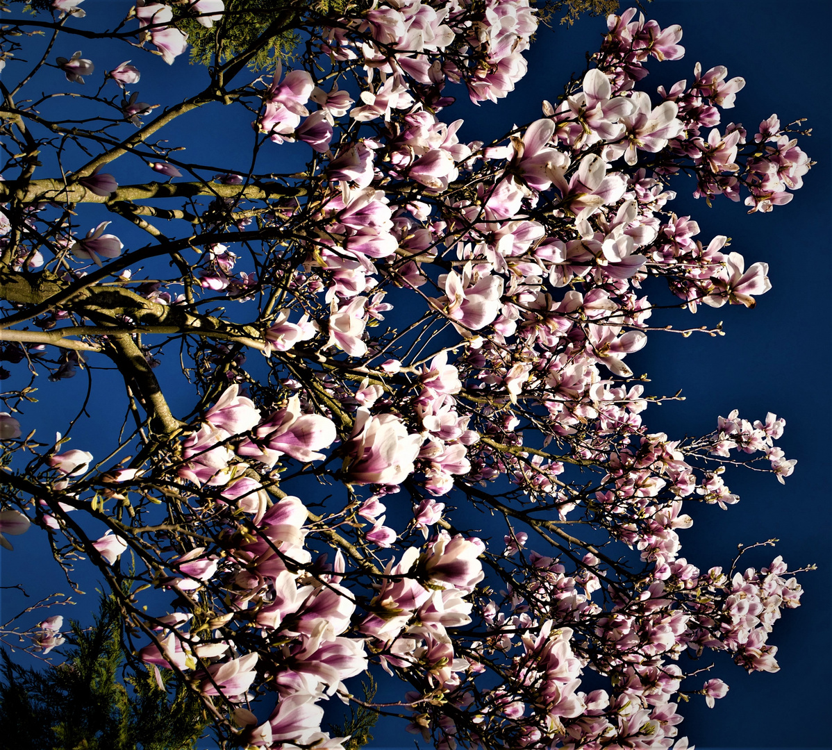 Magnolienpracht - Blüten vor dem Frost 