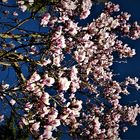 Magnolienpracht - Blüten vor dem Frost 