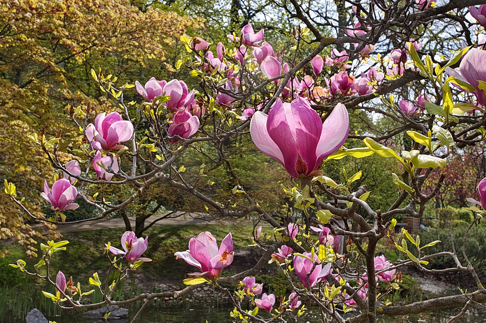 Magnolienpracht im japanischen Park