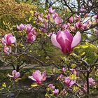 Magnolienpracht im japanischen Park