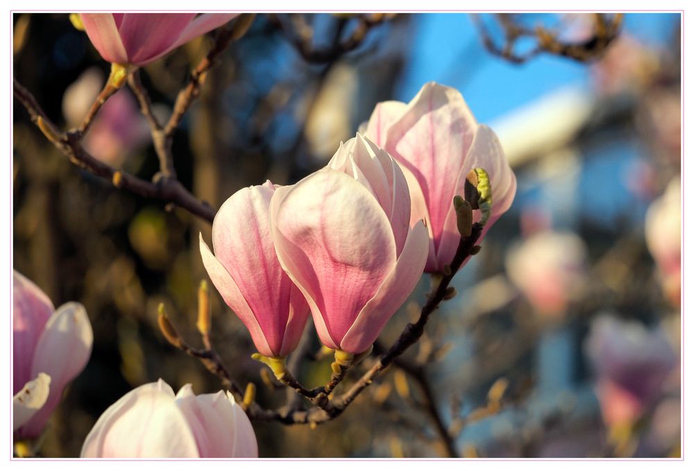 Magnolienrausch