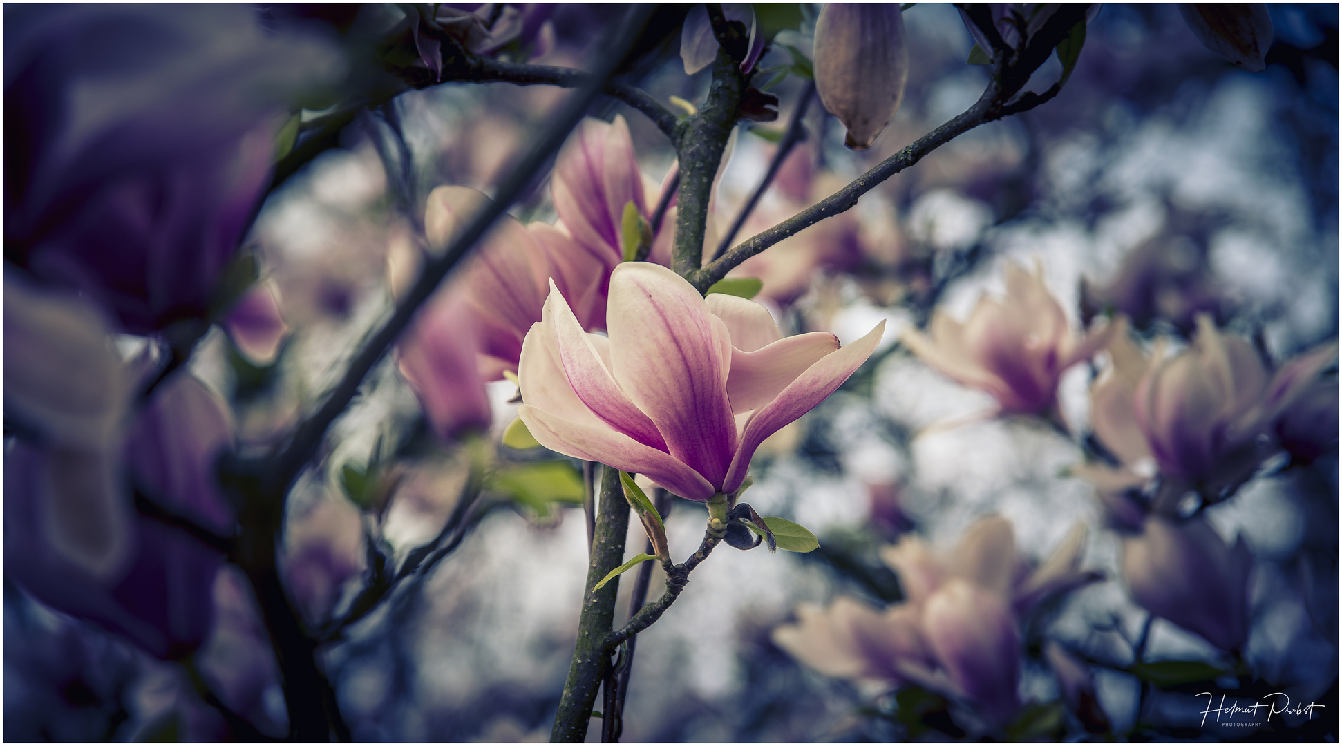 Magnolienrausch