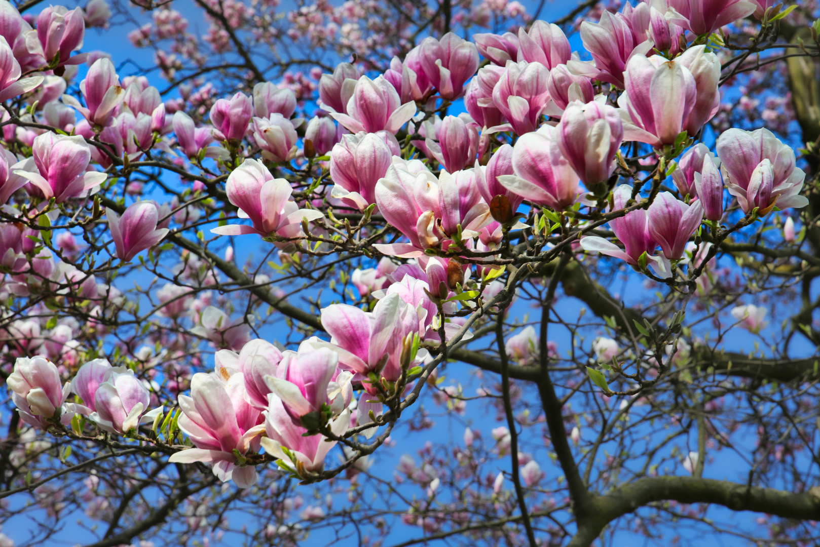 Magnolienrausch...