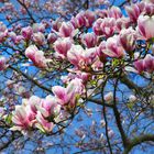 Magnolienrausch...