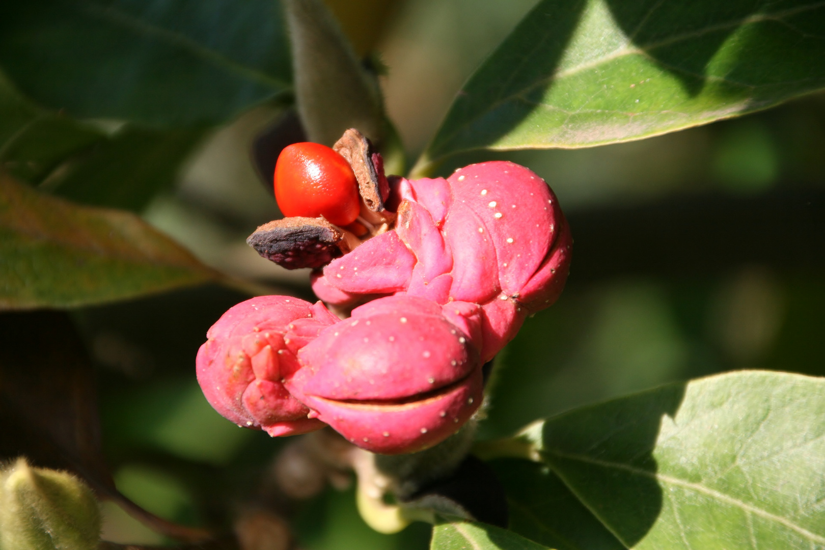 Magnoliensamen