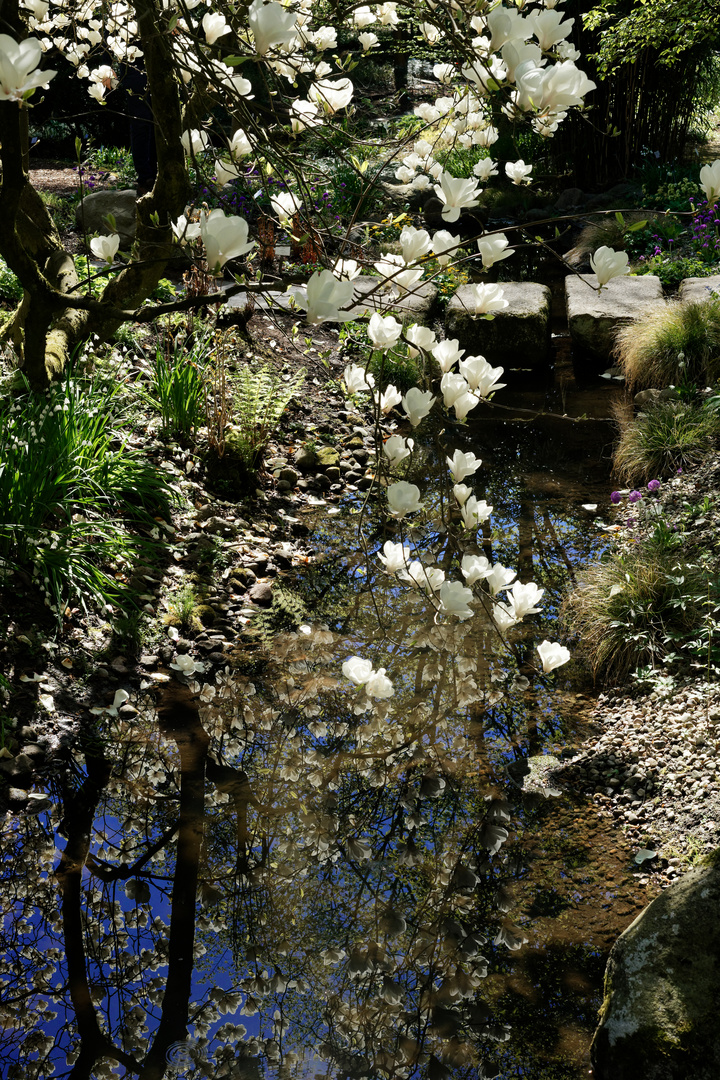 Magnolienspiegelung