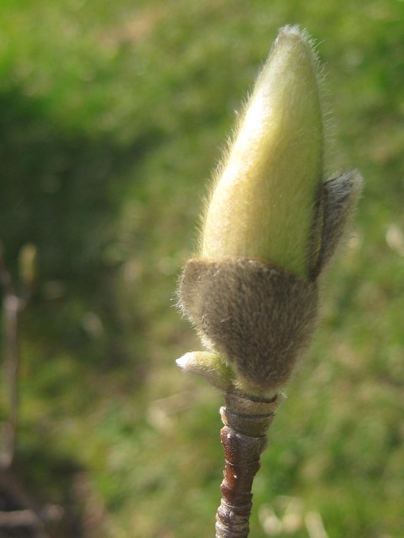 Magnoliensprössling