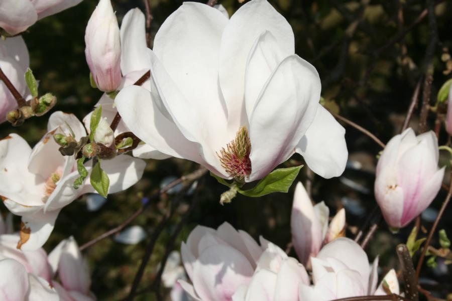 Magnolienstrauch 1 Foto & Bild jahreszeiten, frühling, natur Bilder