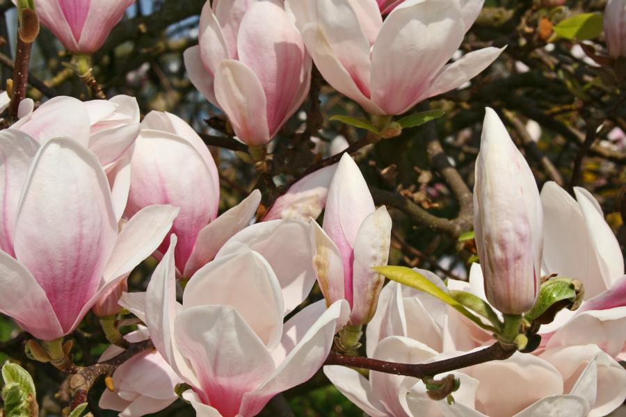 Magnolienstrauch 2 Foto & Bild jahreszeiten, frühling, natur Bilder