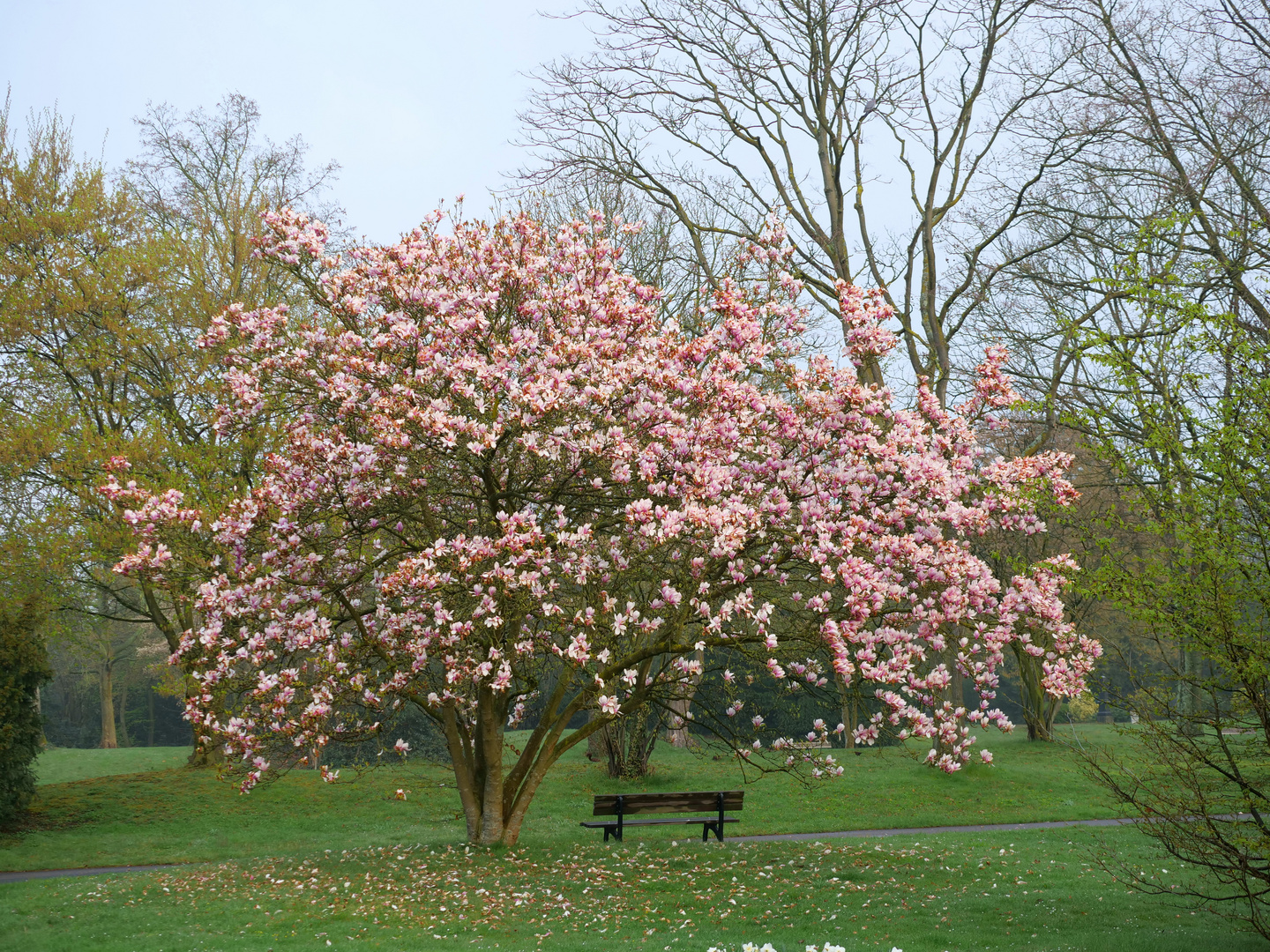 Magnolienstrauch