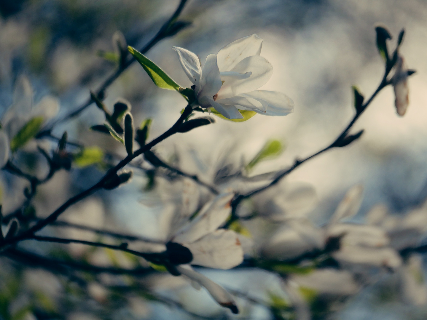 Magnolienträume