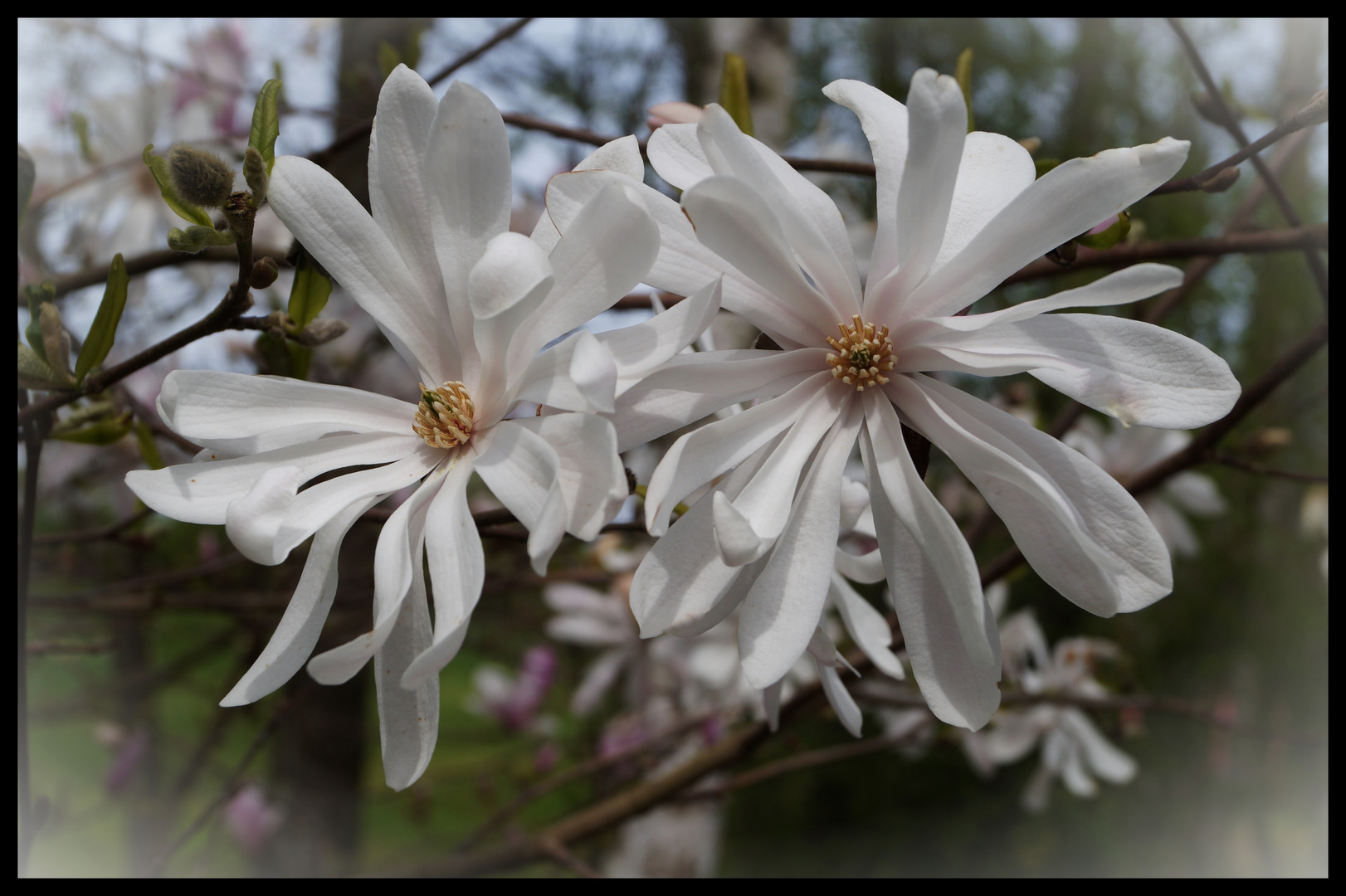 Magnolientraum ...