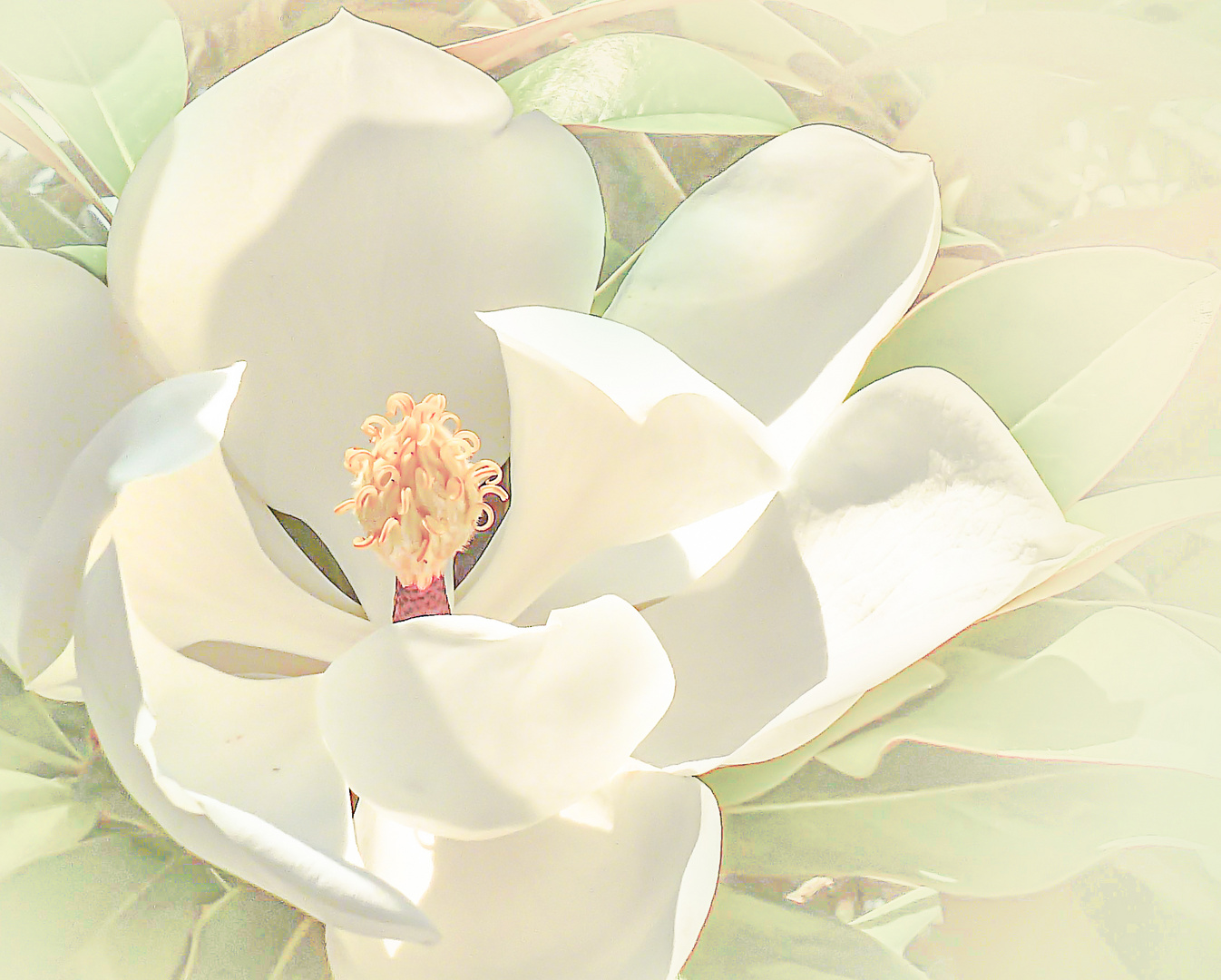 Magnolientraum in creme