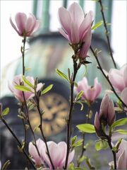 Magnolientraum - und St. Georg im Hintergrund