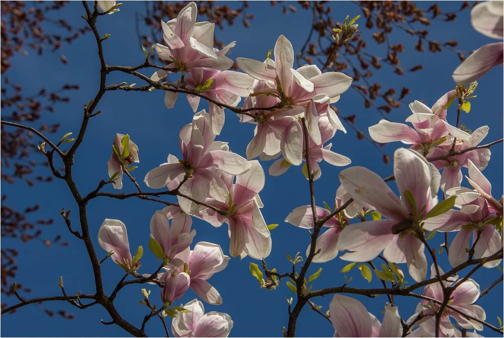 Magnolienzauber