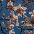 Magnolienzauber