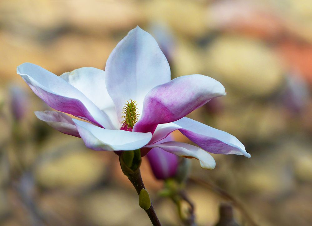 Magnolienzauber