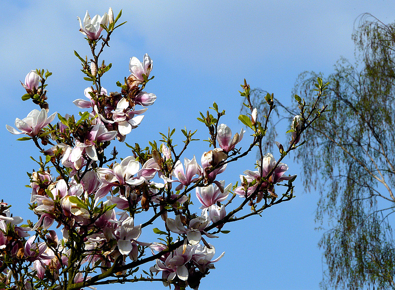 Magnolienzauber