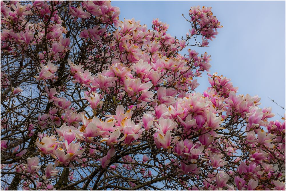 * MAGNOLIENZAUBER *