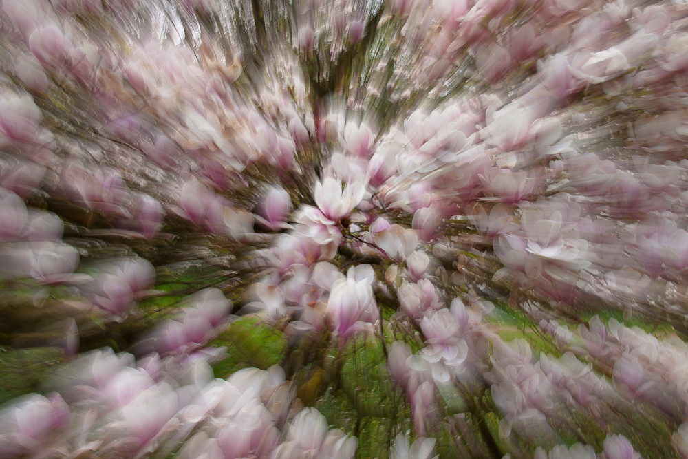 Magnolienzauber by MC Gudrun 