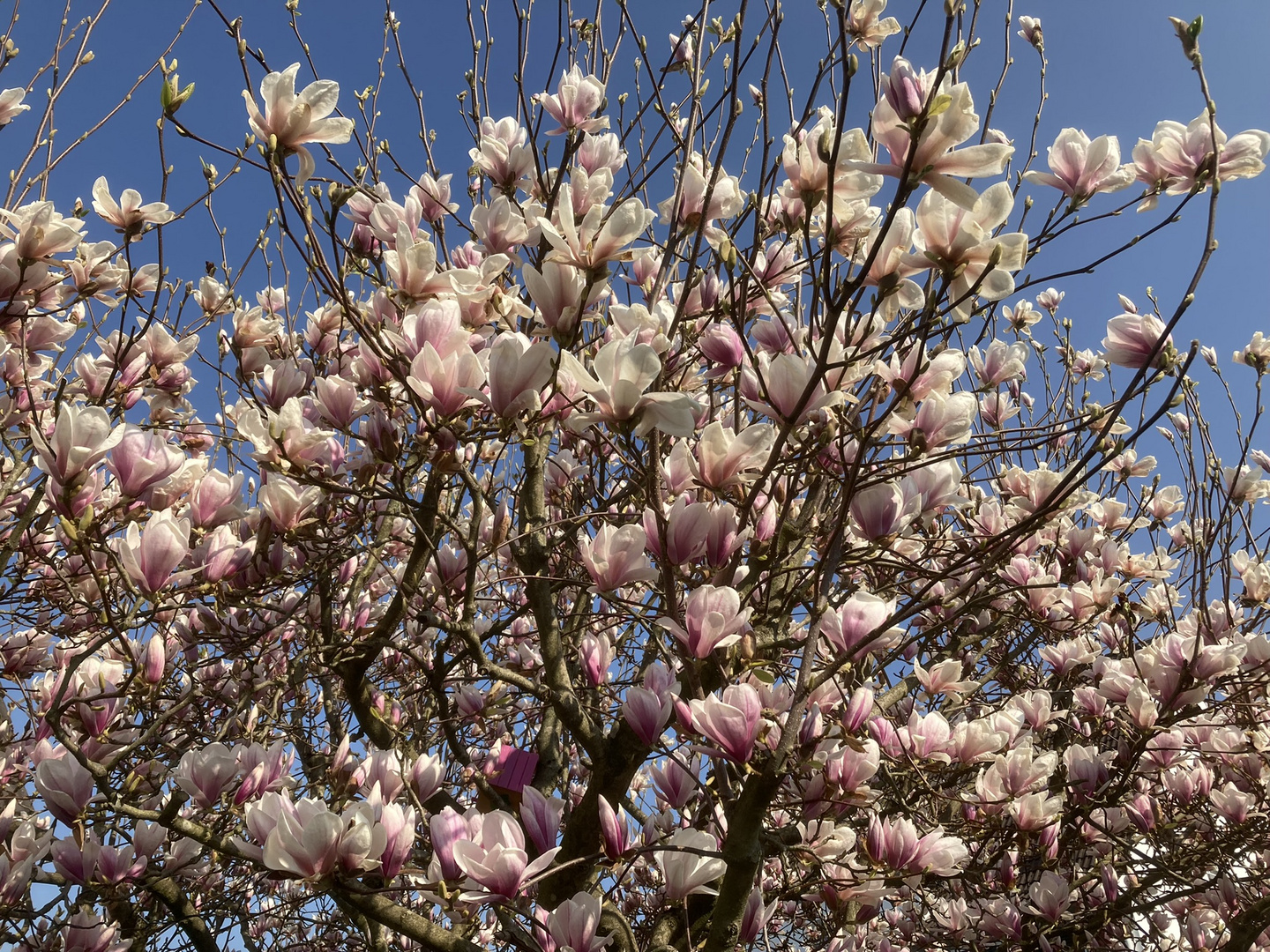 Magnolienzauber