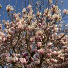 Magnolienzauber