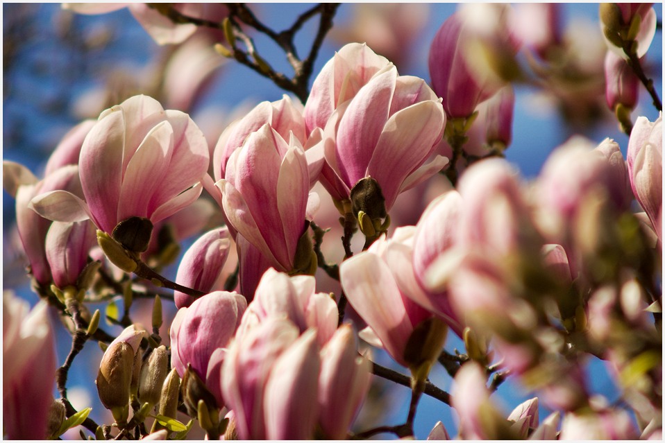 Magnolienzauber