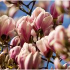 Magnolienzauber