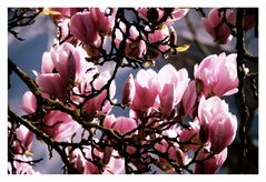 MagnolienZauber