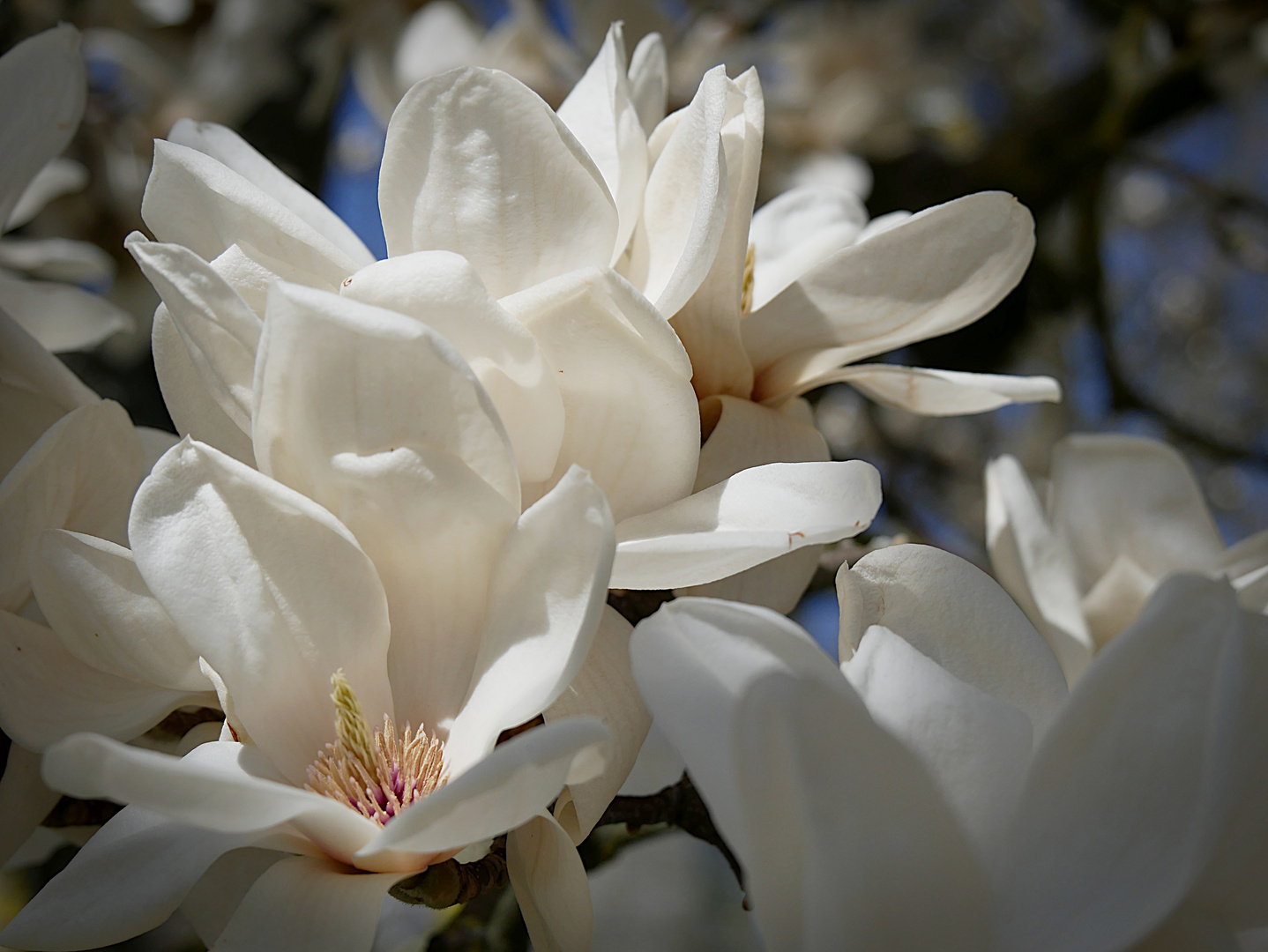 Magnolienzauber im Frühling