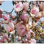 magnolienzauber in lindau