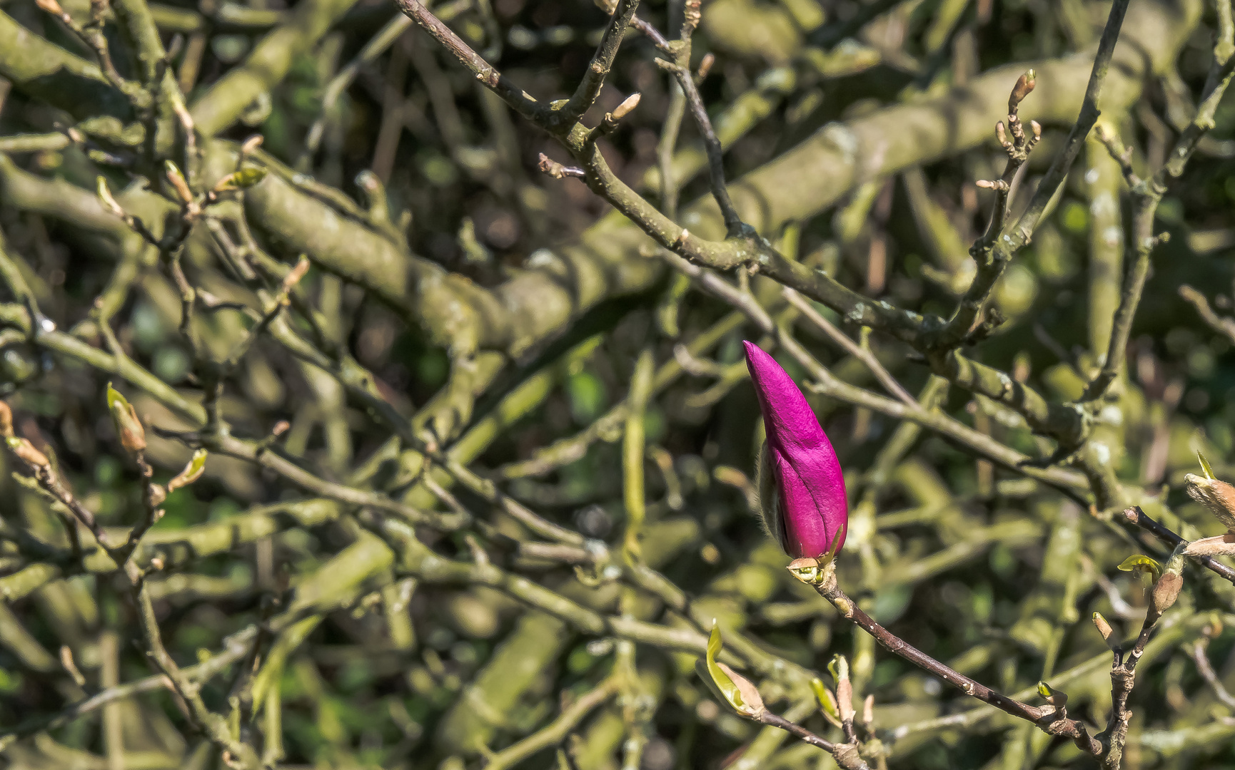 Magnolienzeit (12)