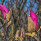 Magnolienzeit (15)