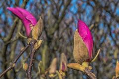 Magnolienzeit (15)