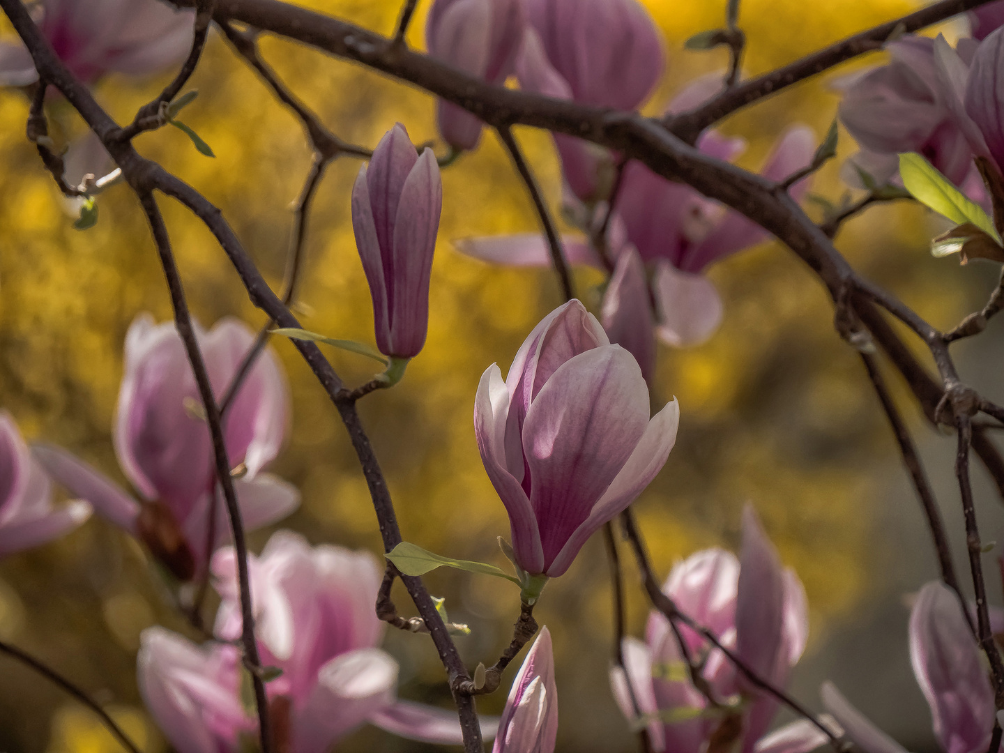 Magnolienzeit (16)