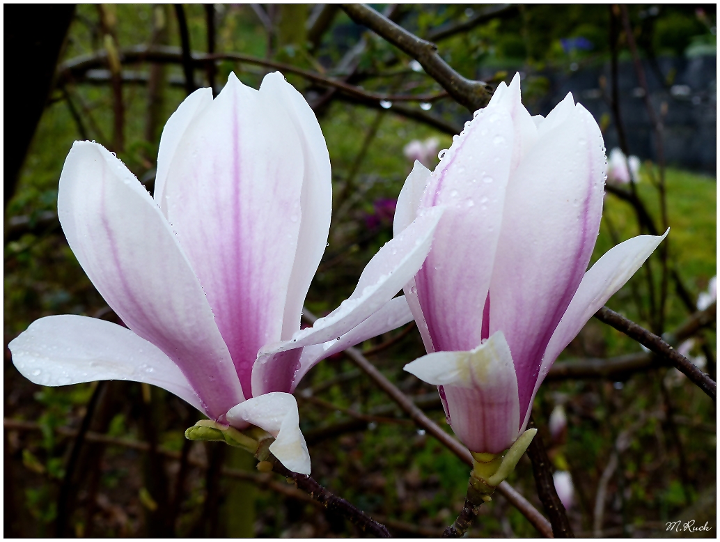 Magnolienzeit ,